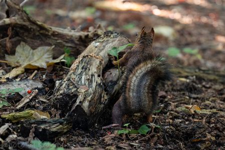 かくれんぼ♪🌱🐿️