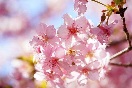 清水の滝の河津桜