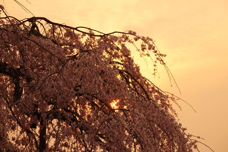 夕陽と枝垂桜