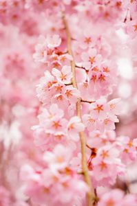 地元の有名な枝垂れ桜