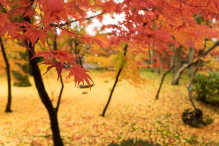 紅葉と落葉の絨毯