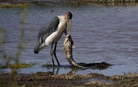 ワイルドな食べっぷり！
