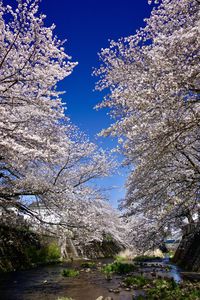 恩田川高瀬橋付近の河原で見上げた桜