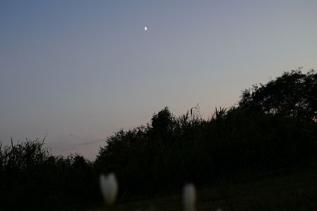 夕暮れ野の花