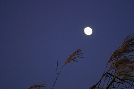 秋野の月見