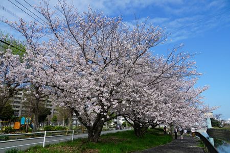 最後の🌸【桜】🌸撮り