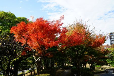 庭園の紅葉