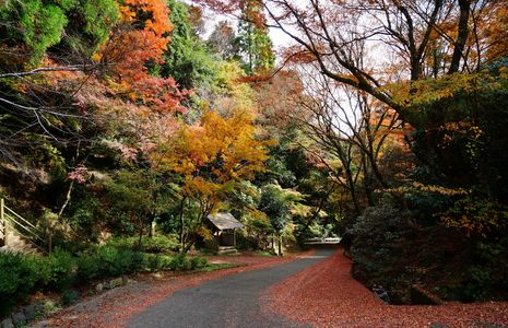 山奥の紅葉