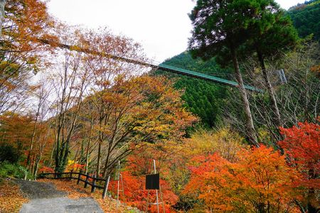 秘境【杣の里（そまの里）】吊り橋からの紅葉