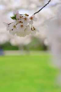 一房の桜