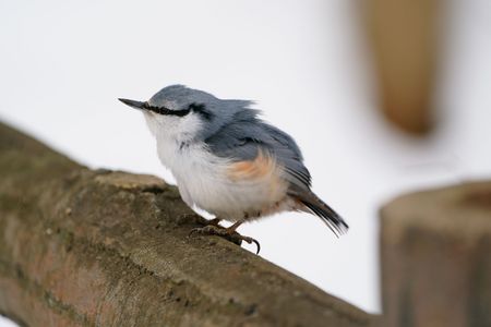 モフモフなゴジュウカラ