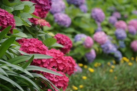 紫陽花の咲く風景