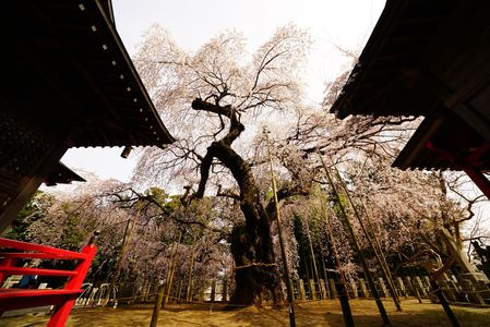 諏訪神社（いわき市小川町）のしだれ桜