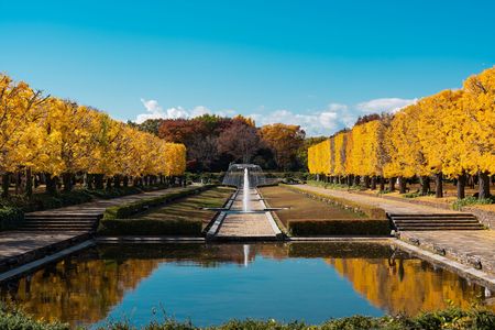 国営昭和記念公園