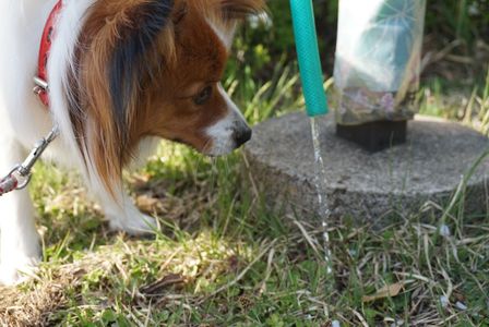お水が飲みたいなー