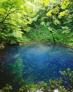小雨の青池