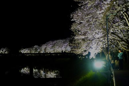 街道沿いの夜桜