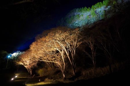 屏風岩の夜桜