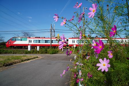 名鉄電車とコスモス