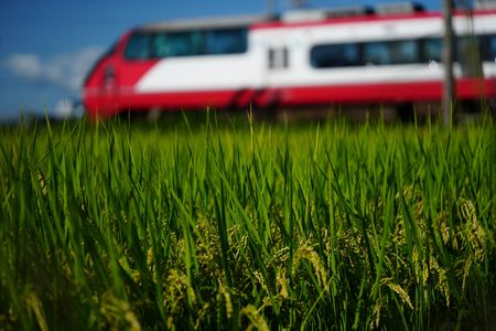 名鉄電車と稲穂