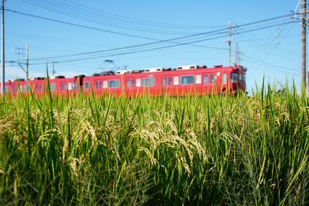 赤い電車と稲穂