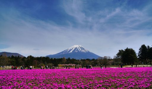 芝桜と富士