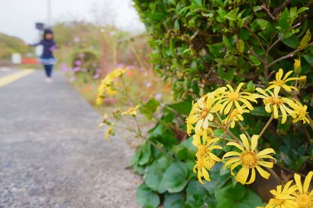 山陰へ赴く秋があった