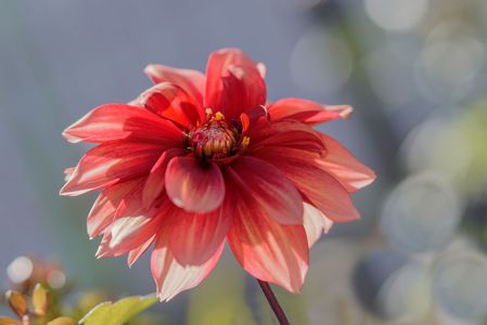 かがやく花たち