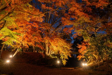 錦秋　ライトアップ