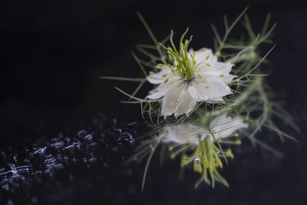 妖艶な花　ニゲラ