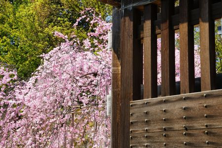 春の和歌山城　桜撮影会