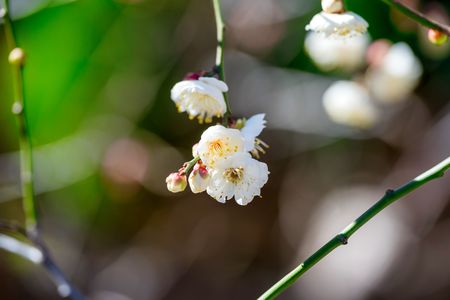 梅開花です