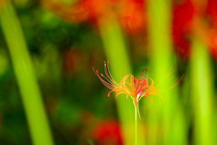 秋のささやき・・・