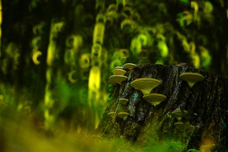 ア・ヤ・カ・シ・ノ・モ・リ