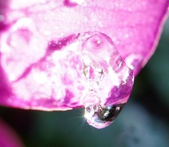 溶けた霜が朝陽を浴びて