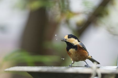 プハ～！　#ヤマガラ#