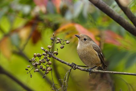 JBS48 No.2 ジョビ伽ちゃん　#ジョウビタキ#