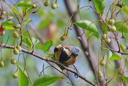審査　#ヤマガラ#