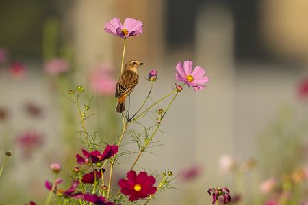 可憐×2　#ノビタキ#