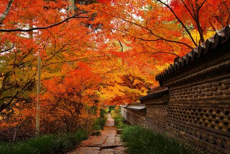 紅葉の寺