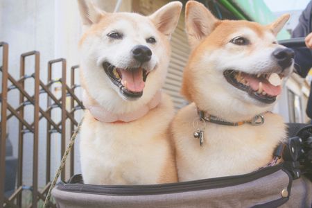 お散歩シリーズ～商店街をお買い物～