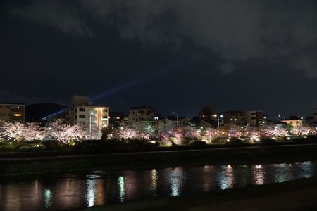 鴨川夜桜