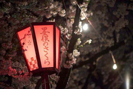 墨俣の夜桜