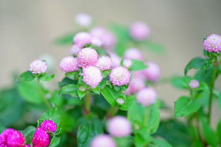 もふもふの千日紅