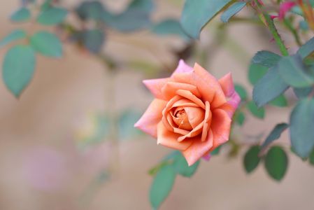 シックな秋の薔薇