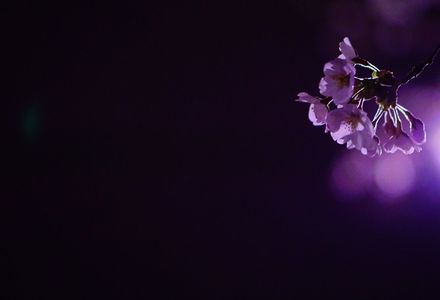 初めての夜桜撮影