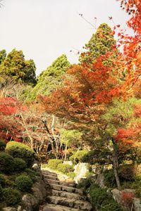 晩秋の百濟寺の紅葉