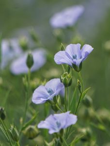 今年も亜麻の花に会えました。