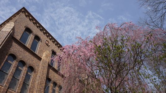 北海道大学総合博物館そばの枝垂れ桜