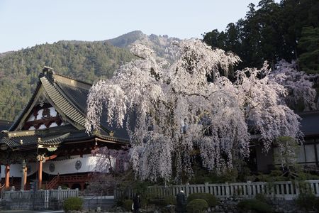 久遠寺桜